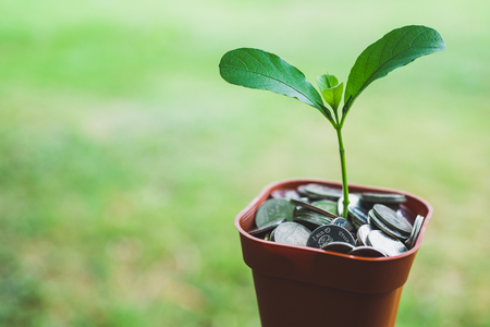 Money in pot with plant growing, Saving Conceptの写真素材