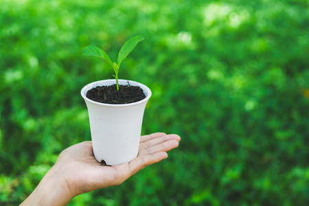 World Environment Day concept. Hand holding plant in pot.の写真素材