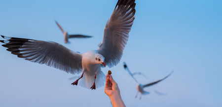 Hand feeding seagull at Bang Pu, Thailandの写真素材