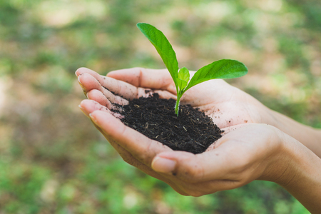 World Environment Day concept. Hand holding plant.の写真素材