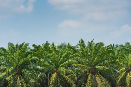 View of palm trees and beautiful blue sky background.
