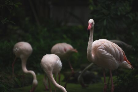 Flamingo in the zoo.の写真素材