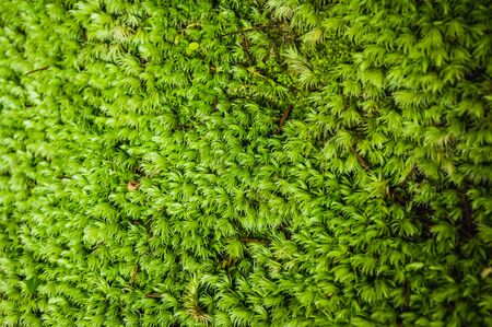 Green moss is growing at the root of the tree. Moss texture in nature for wallpaper. soft focus.の写真素材