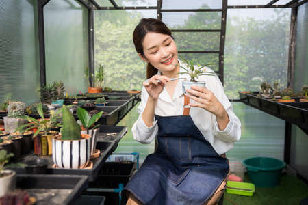 Beautiful cute female asian Gardeners are preparing small planters, use small tongs, pick up the stones to decorate the pots. Prepare the soil and pots for planting trees.の写真素材
