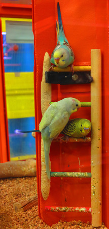 petstore birdsの写真素材