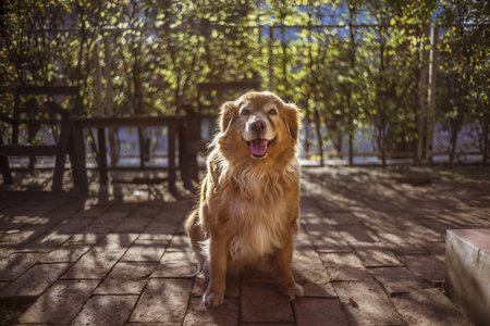Golden retriever sit against the sun set の写真素材