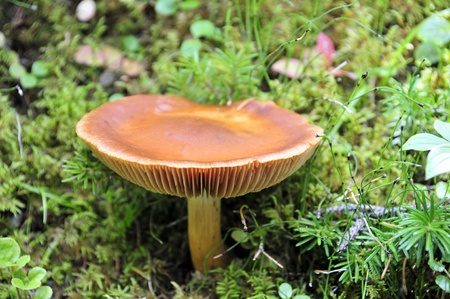 Wild mushroomの写真素材