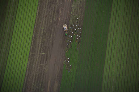 Aerial perspective of a field during harvest seasonのeditorial素材