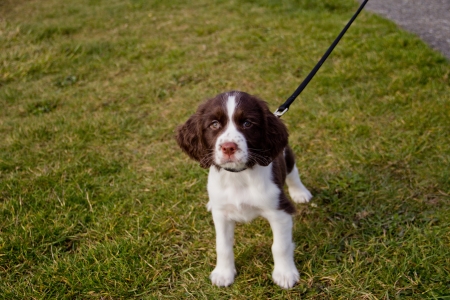 Young English Springer Spaniel puppy on a walk in the parkの写真素材