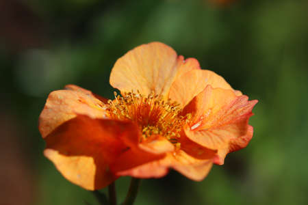 Vibrant summer colours lighting up the dayの写真素材