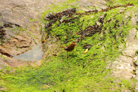 Hopping around the rocks on the south devon coast