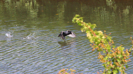 Majestic bird backdropped against the grey British landscapeの写真素材