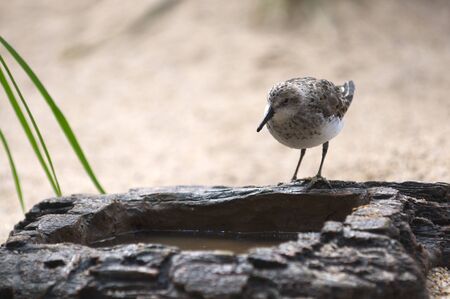 Bird drinking water from artificial rock
