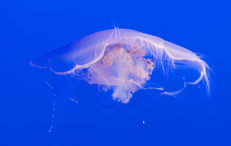 Single jelly fish in deep blue waterの写真素材