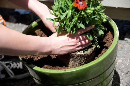 Hands place a plant in a round green potの写真素材