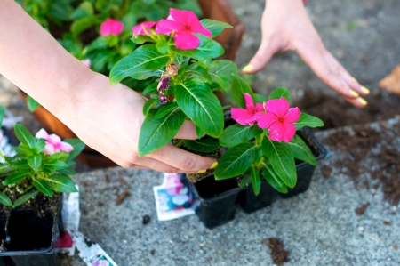 Close up of hands grabbing red flowerの写真素材