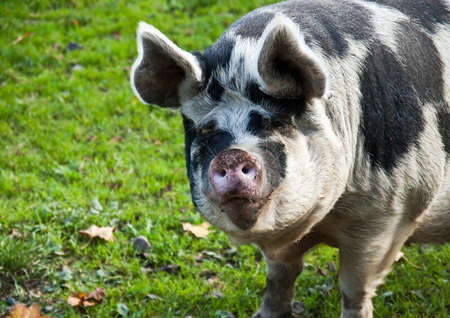 head-shot image of a saddle-back pig in a fieldの写真素材