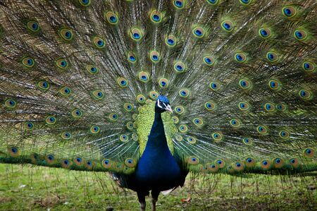 Peacockの写真素材
