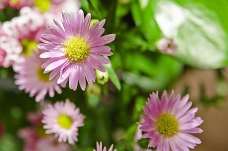 Pink Daisies with yellow centresの写真素材