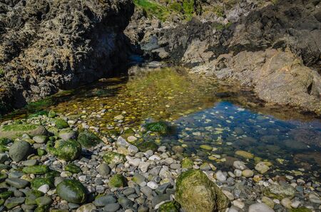 Beach rocks covered in green algae seaweed
