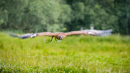 A captive white-tailed eagle (Haliaeetus albicilla) flies low and fast over a lush green meadow of...