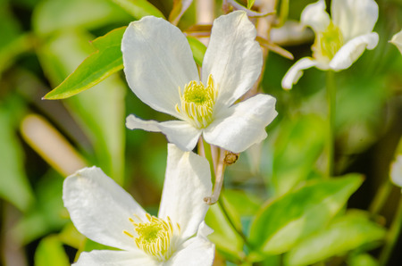 The Clematis plant is a very popular flower in domestic gardensの写真素材