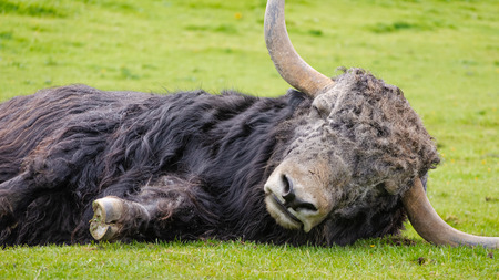 The domestic yak is a domesticated, long-haired, beast.  It is descended from the wild yak.