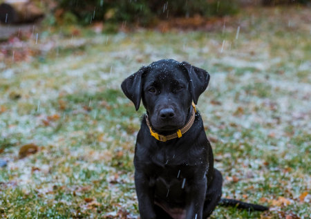 Puppy in the Snowの写真素材