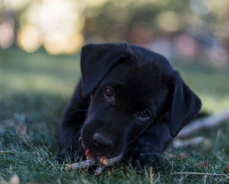 Dog close upの写真素材