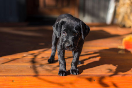 Black Lab Puppyの写真素材