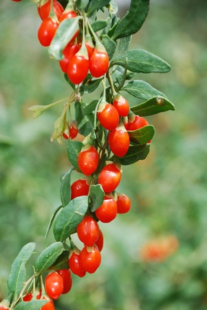 Wolfberry, Chinese wolfberry,の写真素材