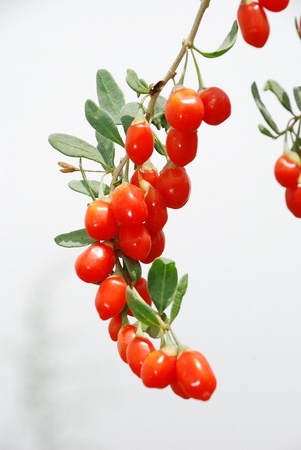 Wolfberry, Chinese wolfberry,の写真素材