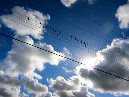 birds on a wire in the sunの写真素材