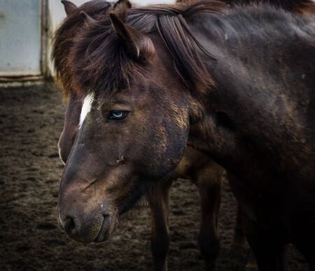 blue-eyed Icelandic horse smilingの写真素材