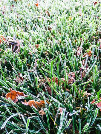 close up of frost on grassの写真素材