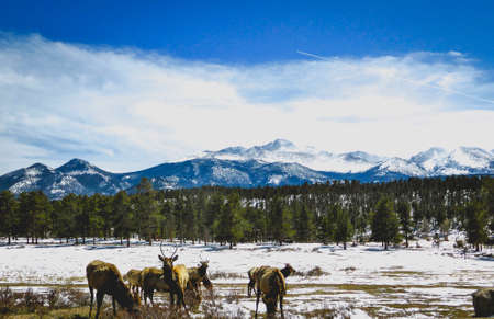 elk herd in front of snowy mountainsの写真素材
