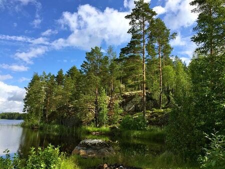 peaceful summer forest retreatの写真素材