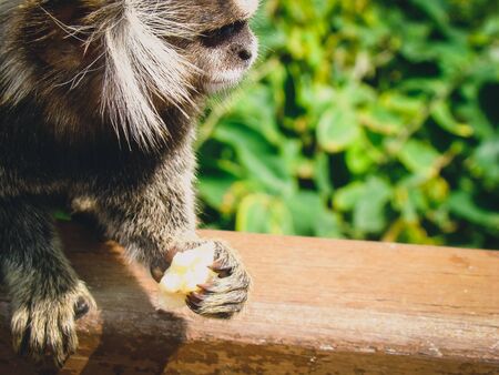 Small Monkey holding a piece of bananaの写真素材