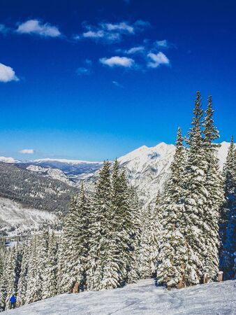 snowy evergreens on the mountainsideの写真素材
