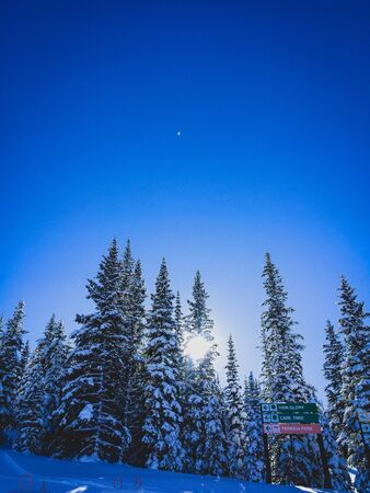 sun shining through the trees on a ski hillの写真素材