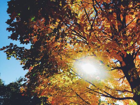 sun streaming through a colorful treeの写真素材