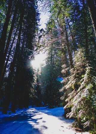 sunlight streaming through snowy treesの写真素材