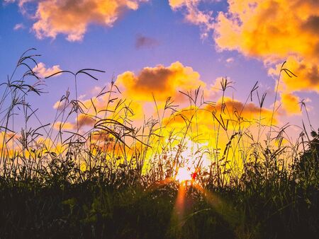 sunset through tall grassの写真素材