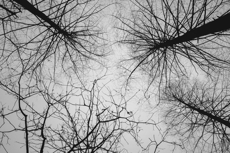 Cold winter treetops in a national park in China