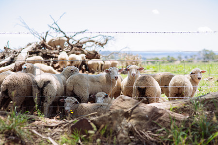 Australian Merino wool sheep farm located outside of Griffith, in New South Walesの写真素材