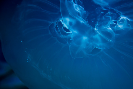 jellyfishの写真素材