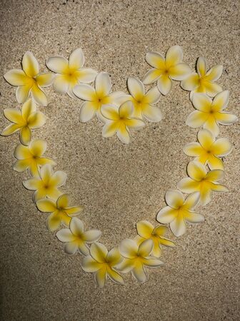 Heart plumeria flowersの写真素材