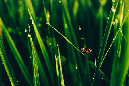 Butterfly on green grass with beautiful bokeh and dropletsの写真素材