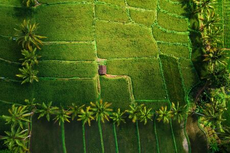 Top view on the rice field. Paddy field from above by droneの写真素材