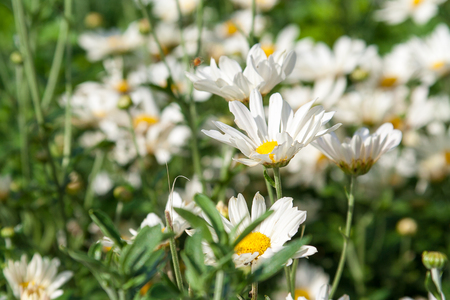 A field of white daisiesの写真素材